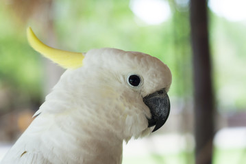 White Cockatoo
