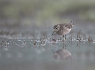 Wood Sandpiper