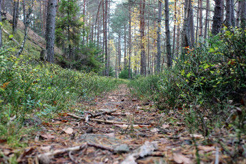 Path in the forest