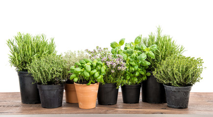 Fresh herbs isolated white background Basil rosemary thyme