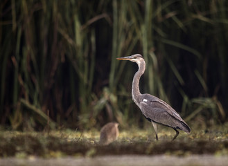 Gray heron