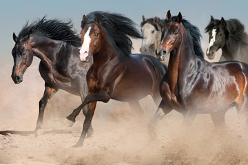 Horse herd run in desert dust