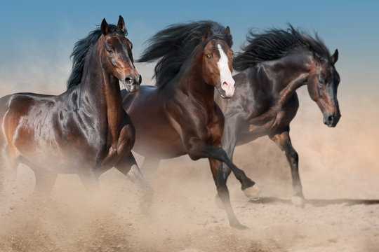 Horses run free in dust