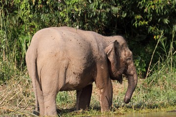 Fototapeta premium Borneo Pygmy Elephant (Elephas maximus borneensis) - ボルネオゾウ
