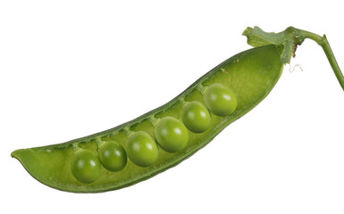 open pod with six peas isolated on white