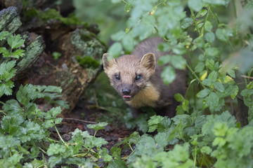 Naklejka premium pine martin close up portrait hunting, stalking