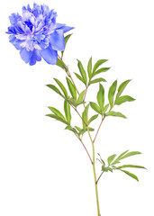 isolated blue peony large bloom with green leaves