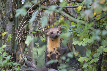 pine martin close up portrait hunting, stalking