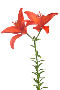 fine red lily flower with two blooms