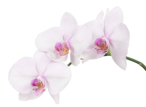isolated branch with three light pink orchid blooms