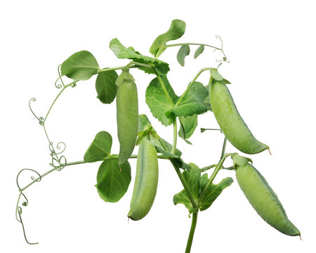 four ripe pea pods with green leaves on white