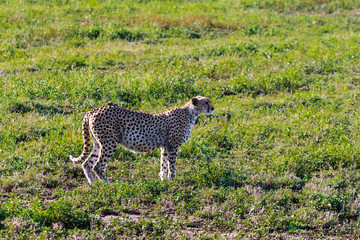 Cheetah is sprinter of savanna. Serengeti, Tanzania