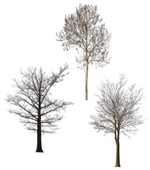 three large bare trees isolated ob white