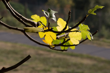 paesaggio ligure