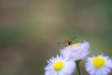 蜜を吸う