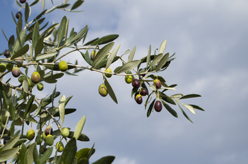 Olives on the plant