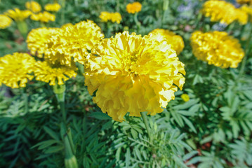 Marigolds are great plants garden. There are two genuses which are referred to by the common name Tagetes and Celandula