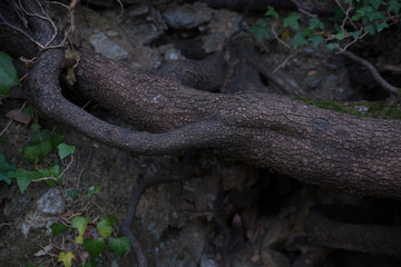 natura