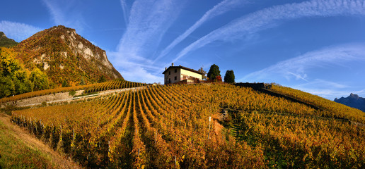 Naklejka premium panorama of autumn vineyards in Switzerland
