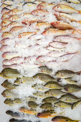 Fresh fish on ice decorated for sale at market  