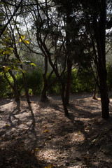natura