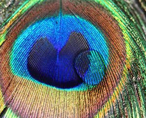 Obraz premium Peacock feather background