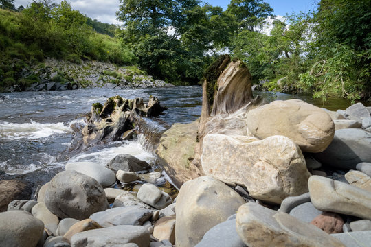 Tree trunk fell into the river Lune creating little waterfall in green landscape