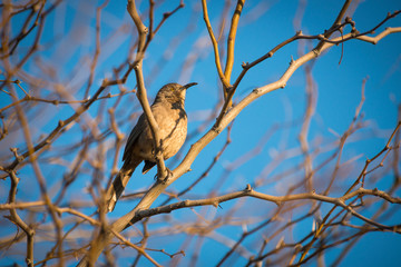 Curved-Bill Thrasher