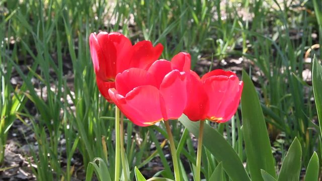 Close up of red tulips flowering in spring sunshine.