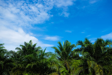 Fototapeta na wymiar Oil palm tree plantation blue sky