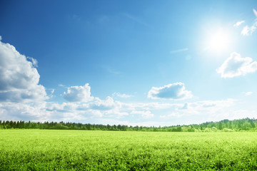 field of grass and perfect sky