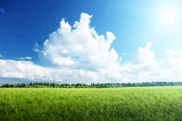 Photo sur Plexiglas Campagne field of grass and perfect sky