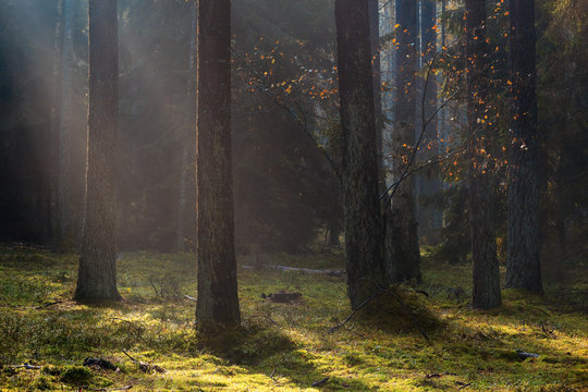 Fototapeta Jesienny Las