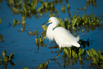 Snowy Egret