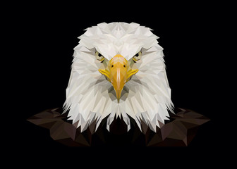 American bald eagle, eagles, photo, print, picture, bird, birds