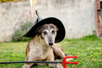 Funny greyhound at halloween 