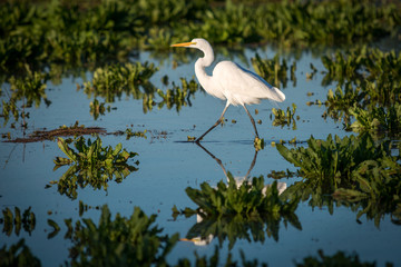 Great Egret