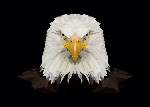 American bald eagle, eagles, photo, print, picture, bird, birds