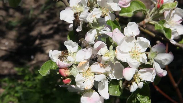 Bees fly over blossoming apple tree flowers. A strong wind