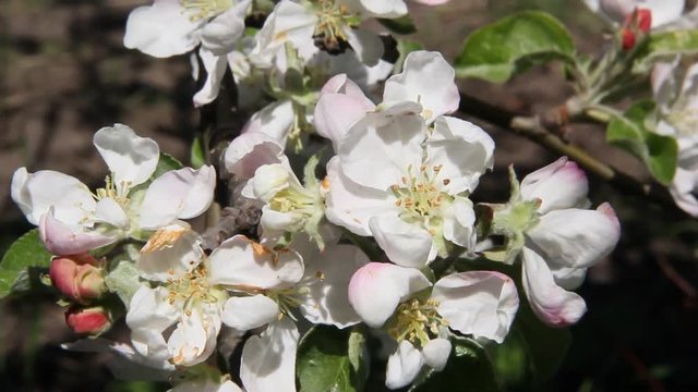Bees fly over blossoming apple tree flowers. A strong wind