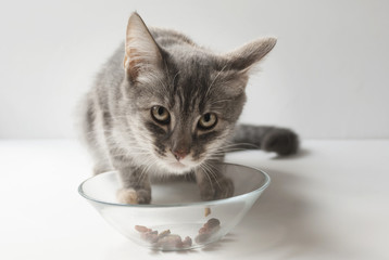 Cute grey cat eats dry food on white background greedily. A small short-haired gray six-month-old kitten.