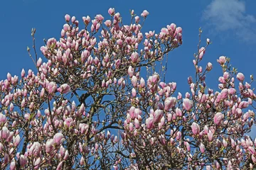 Store enrouleur sans perçage Magnolia Magnolienblüte