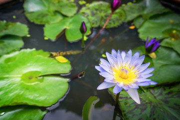 light purple lotus on the water