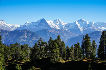 view of the bernaise alps
