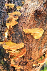 Mushroom on stump / Unknown species of mushrooms