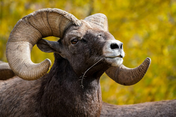 Bighorn Sheep Pose