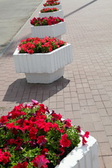 Flowerbeds with red petunia