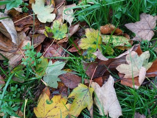 Herbstalub