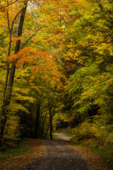 Country One-Lane Roads - Kumbrabow State Forest, West Virginia