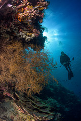 Scuba diver on a tropical reef with sun rays on the surface